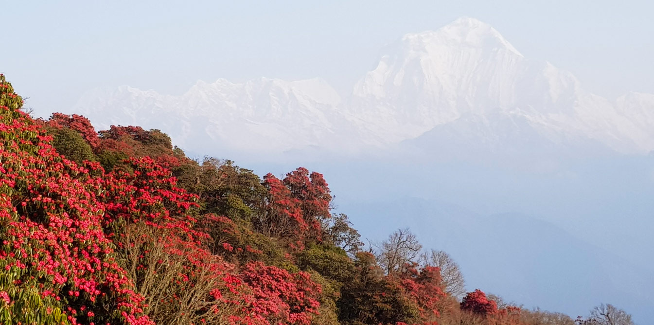 Poonhill Trekking und Kultur in Nepal